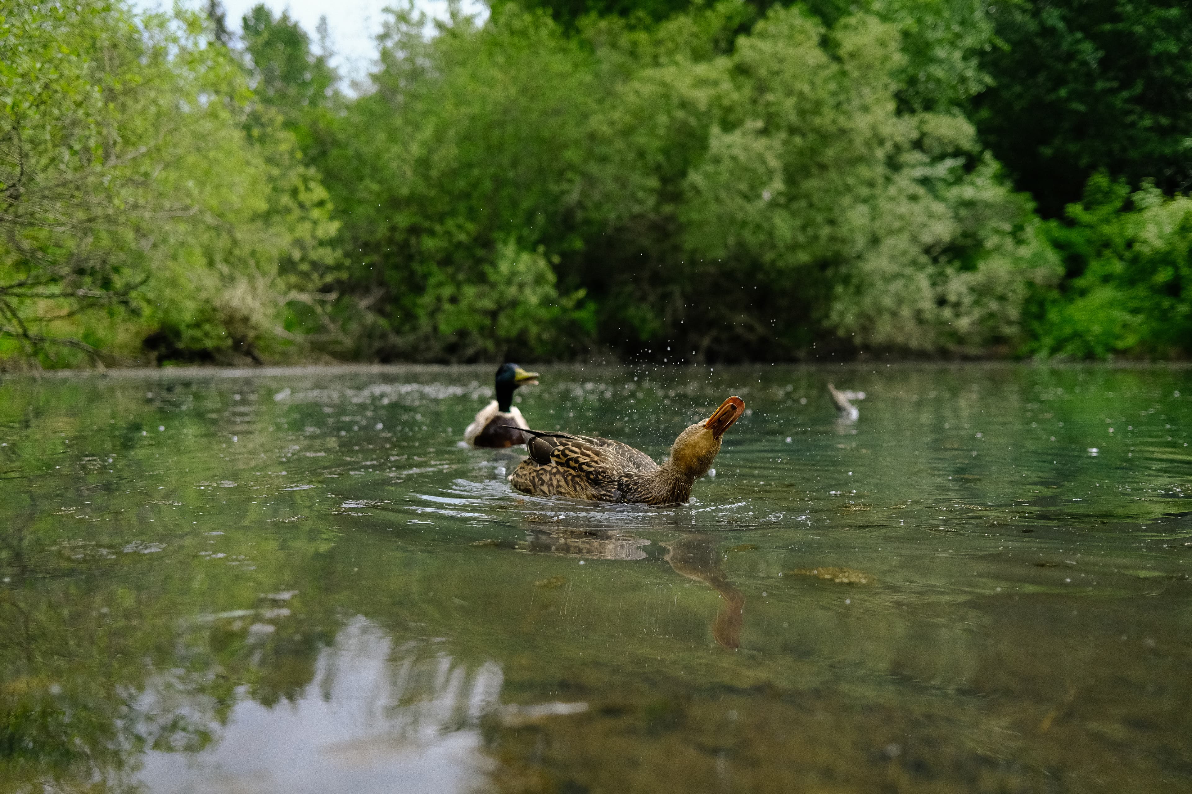 Wild Life photography by Faith Lauren